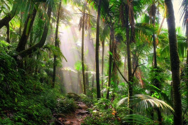 El Yunque rainforest in Puerto Rico.